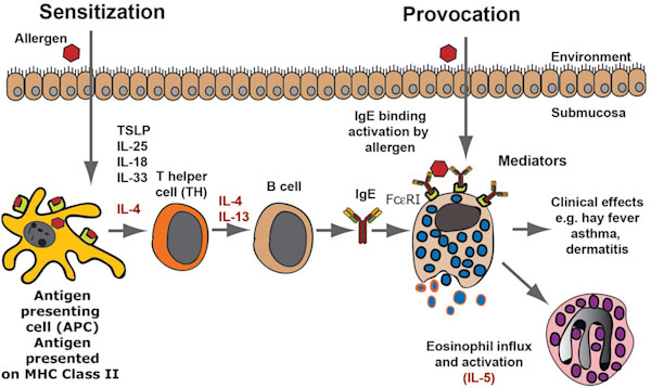 Allergic Immune Response - Allergy - September 2021