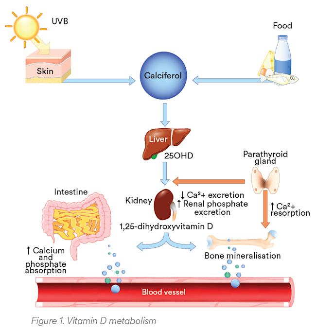 Vitamin D article figure June 2025